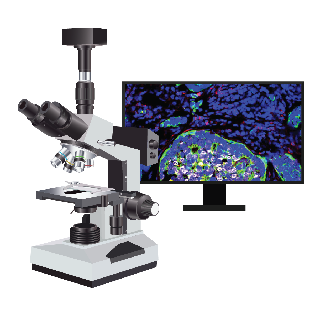 confocal microscope and screen showing 2d FFPE image