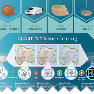 CLARITY Tissue Clearing Infographic from ClearLight Biotechnologies - Press Resources