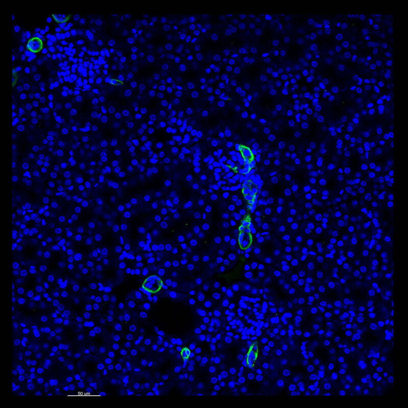 Immunostained image comparison Mouse kidney - α-smooth muscle actin - CUBIC 2D