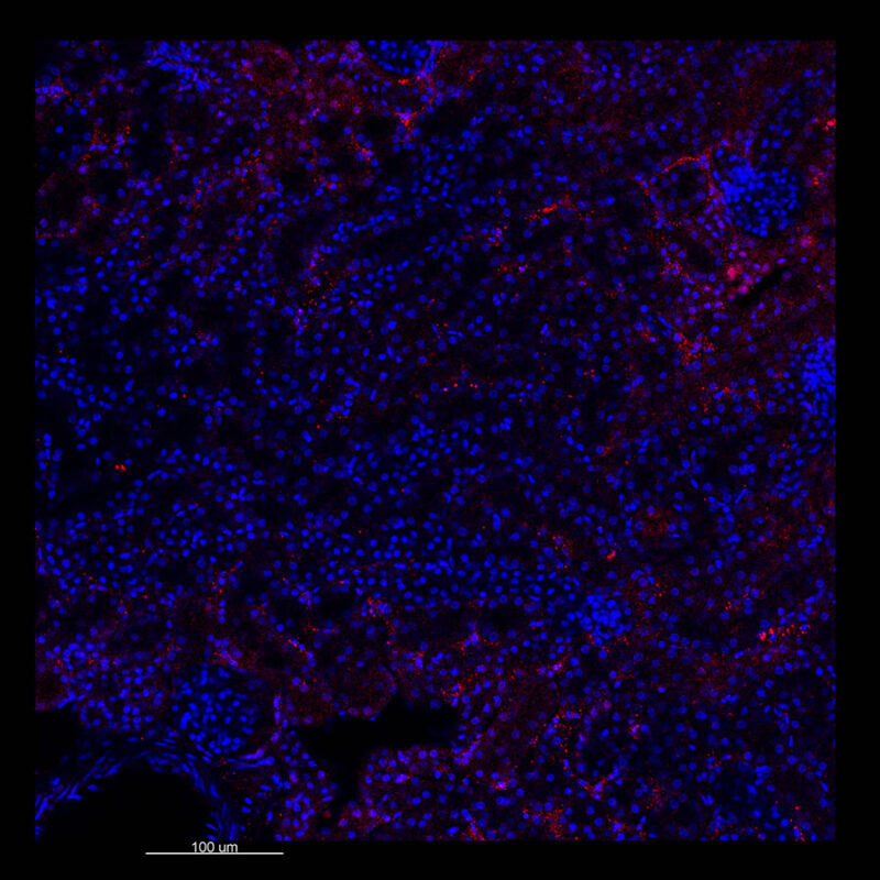 Immunostained image comparison Mouse kidney – PAX8 - Visikol 2D