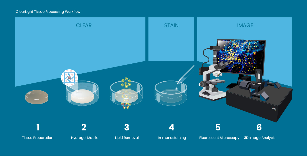 The ClearLight Tissue Processing Workflow in 6 Steps: Tissue Preparation, Hydrogel Matrix, Lipid Removal, Immunostaining, Fluorescent Microscopy, 3D Image Analysis