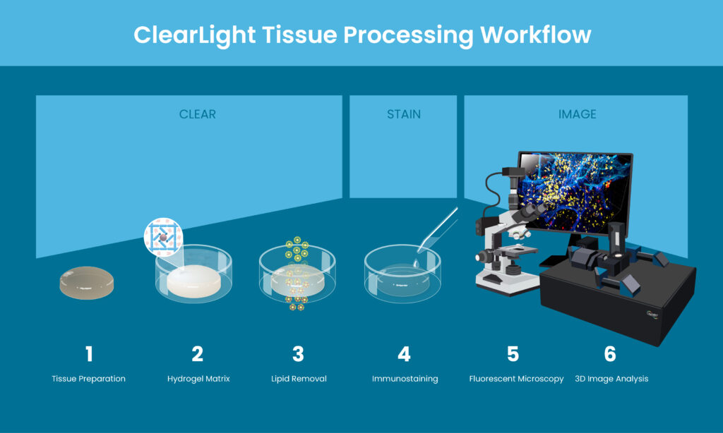 The ClearLight Tissue Processing Workflow in 6 Steps: Tissue Preparation, Hydrogel Matrix, Lipid Removal, Immunostaining, Fluorescent Microscopy, 3D Image Analysis